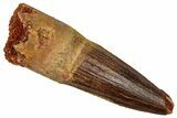 Fossil Spinosaurus Tooth - Feeding Worn Tip #353035-1